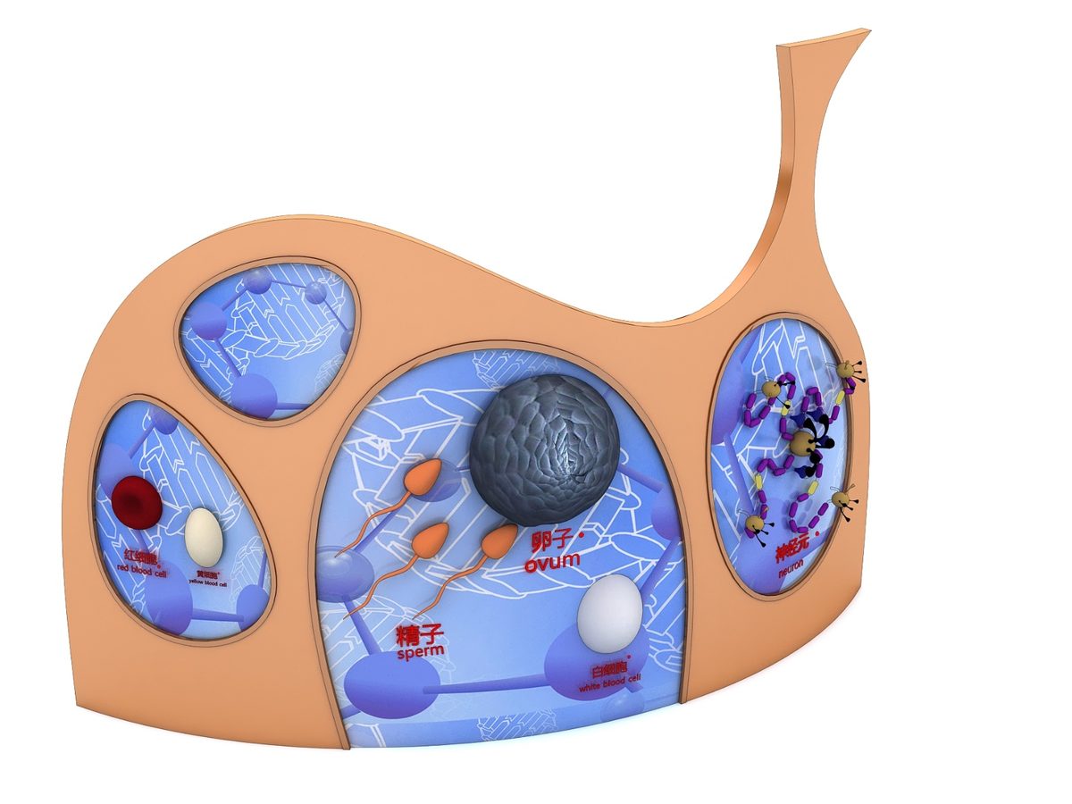 Cell Explorer