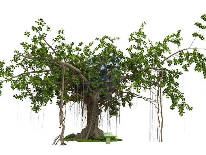 Rainforest Wonders
