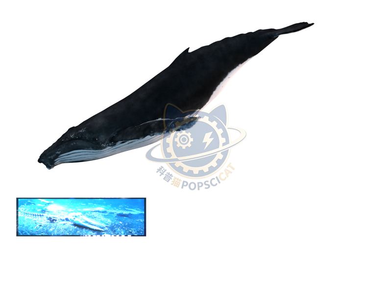 Whale landing ecosystem